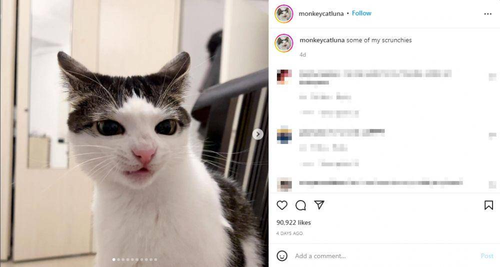 "nose scrunches" Luna (Instagram/monkeycatluna)