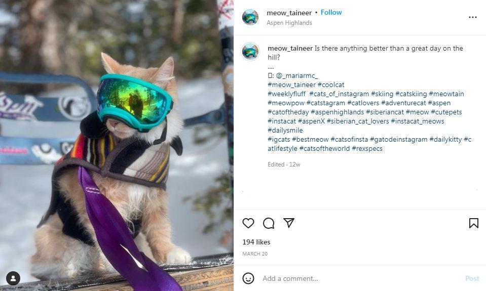 5 Selebcat dengan Ciri Khas Unik, Berkemah hingga Memasak