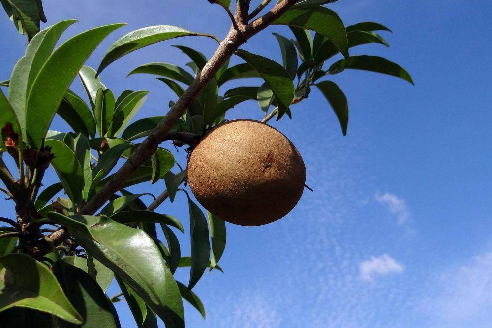 ilustrasi buah sawo (pixabay.com/sarangib-37542)