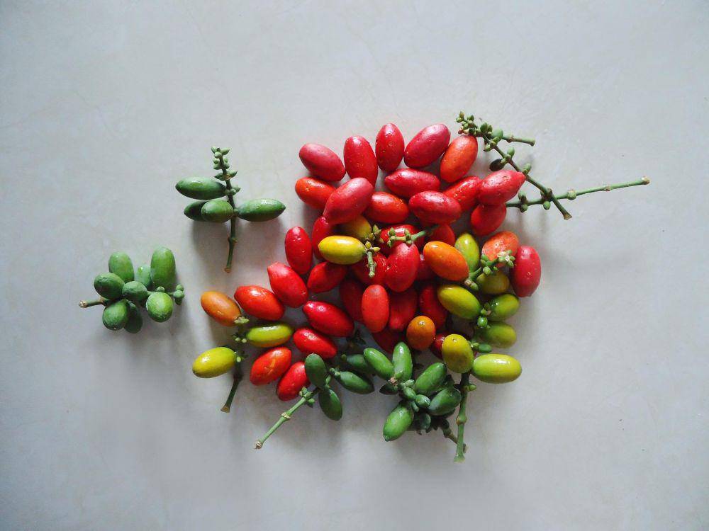 ilustrasi buah melinjo (pixabay.com/gracia31-1980817)