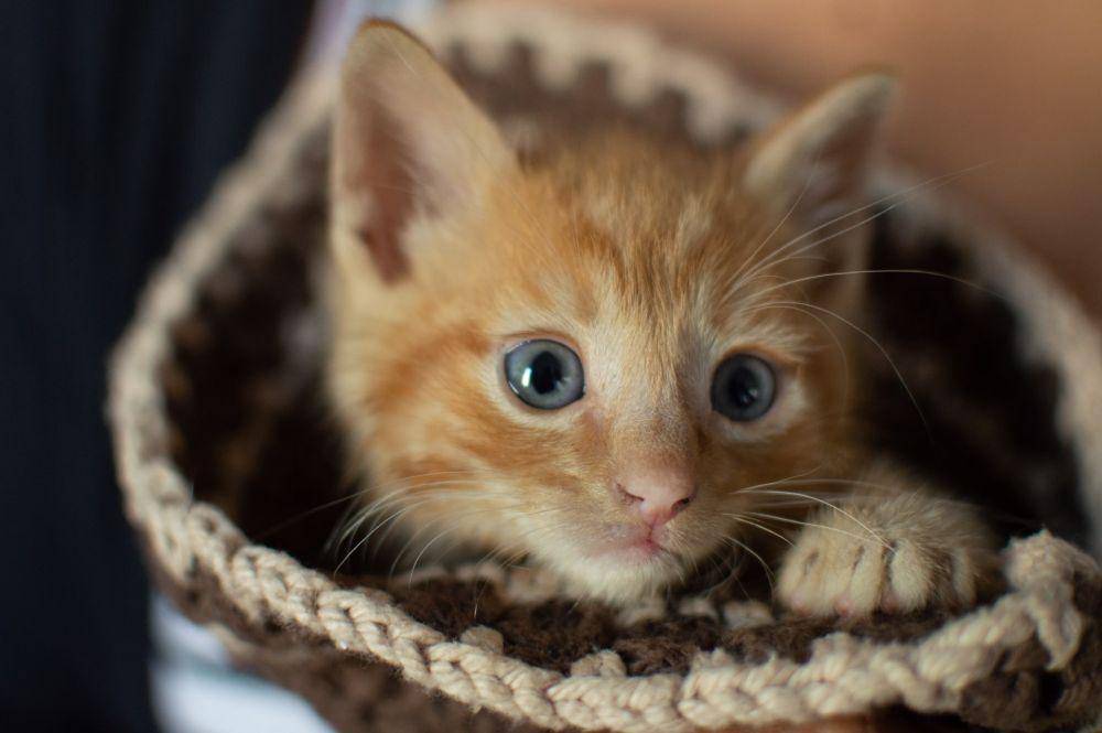 ilustrasi kucing oren (unsplash.com/Michael Glazier)
