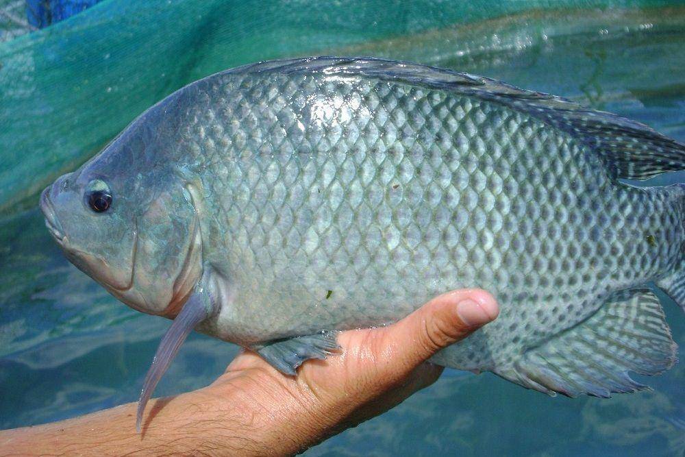 ilustrasi ikan nila hasil tangkapan (thehealthyfish.com)