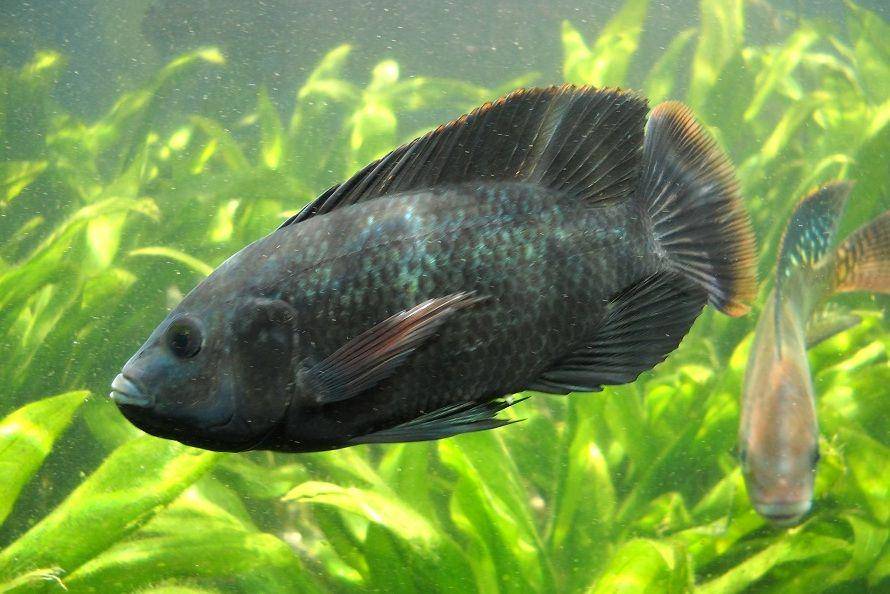 ilustrasi ikan mujair jantan di dalam akuarium (commons.wikimedia.org/Destinationkho)