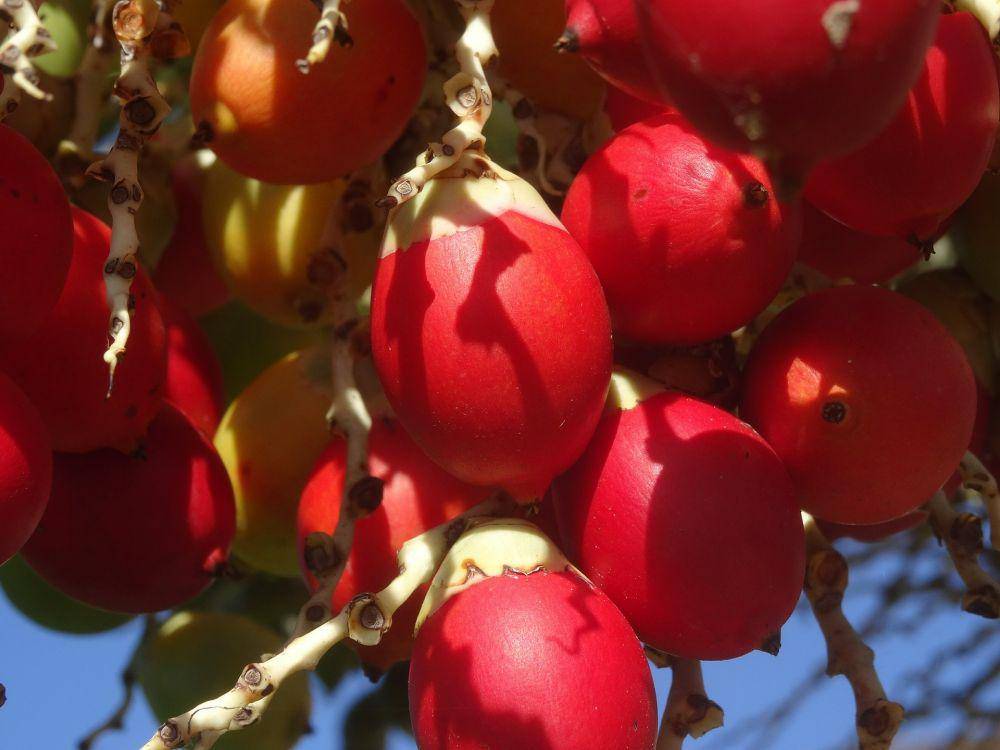 ilustrasi buah pinang (pixabay.com/ralfbeck-356067)