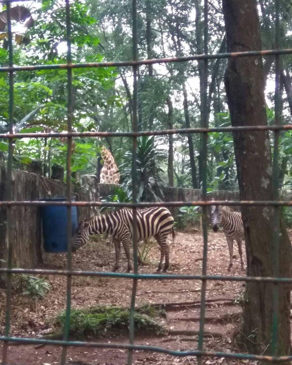 Taman Margasatwa Ragunan (instagram.com/angelfhillipve)