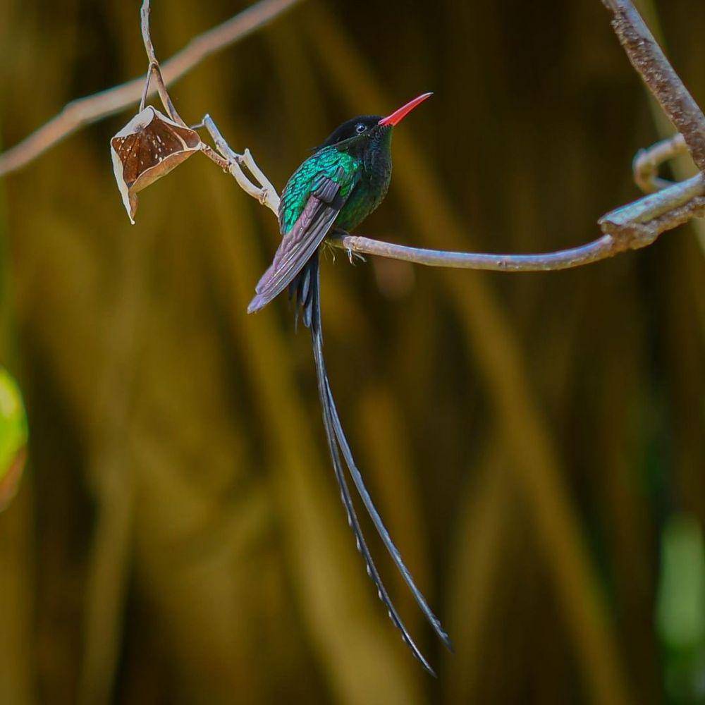 ilustrasi swallow tail hummingbird (instagram.com/boujiekitchen)
