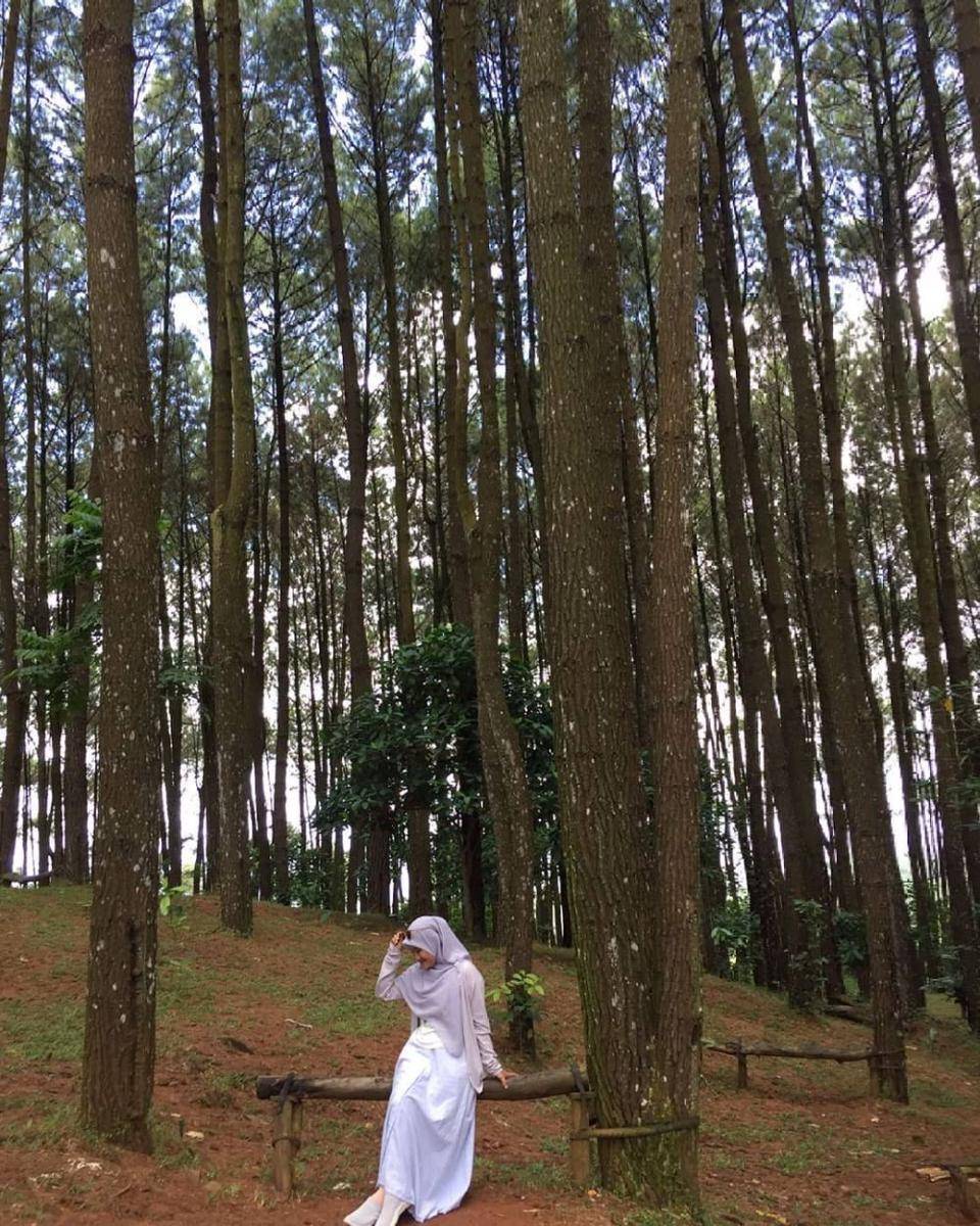 Hutan Pinus Pengger, Yogyakarta (instagram.com/kurniatianie)