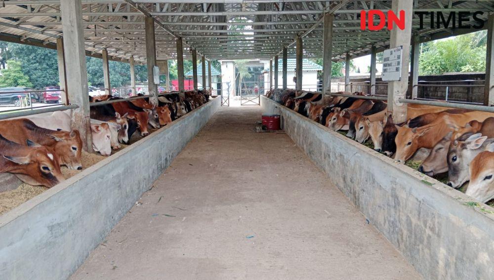 Peternakan Tabebuya, yang menyiapkan hewan kurban berkualitas (IDN Times/ Bambang Suhandoko)