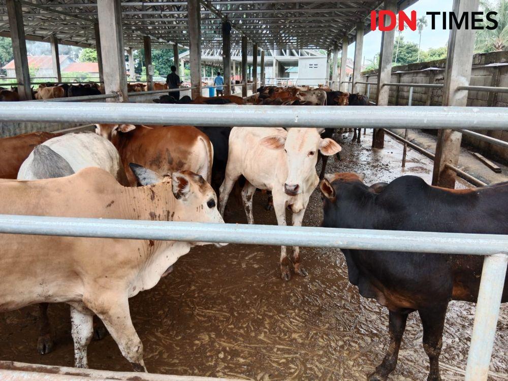 Peternakan Tabebuya, yang menyiapkan hewan kurban berkualitas (IDN Times/ Bambang Suhandoko)