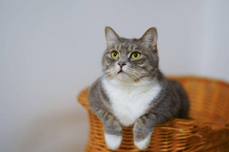 ilustrasi kucing (pexels.com/cats coming)