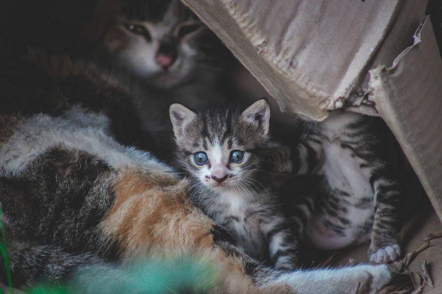ilustrasi anak kucing (pexels.com/samer daboul)