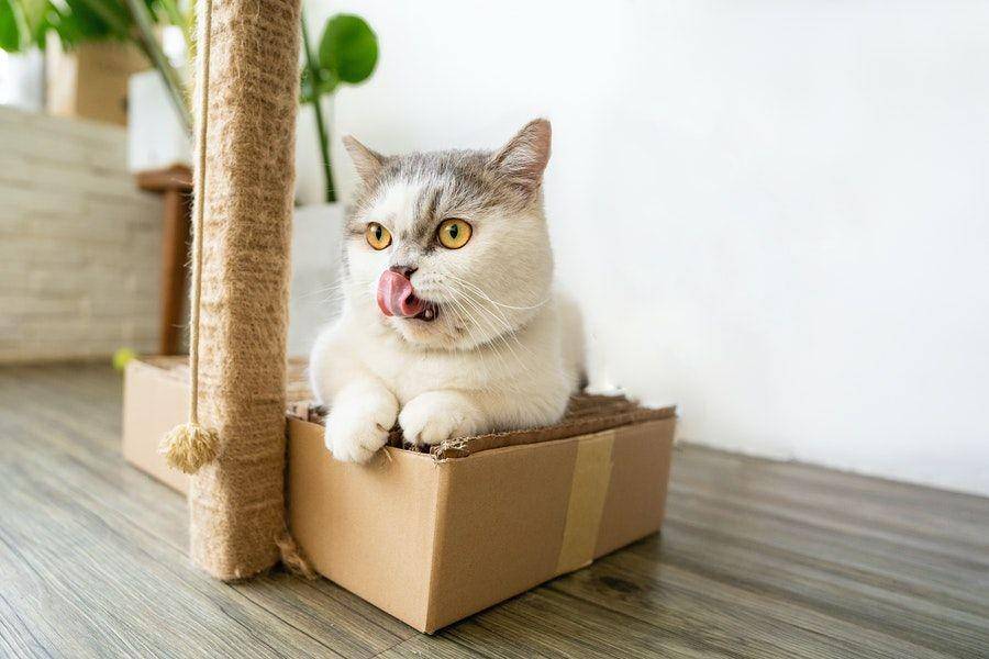 ilustrasi berat kucing (pexels.com/tranmauritram)