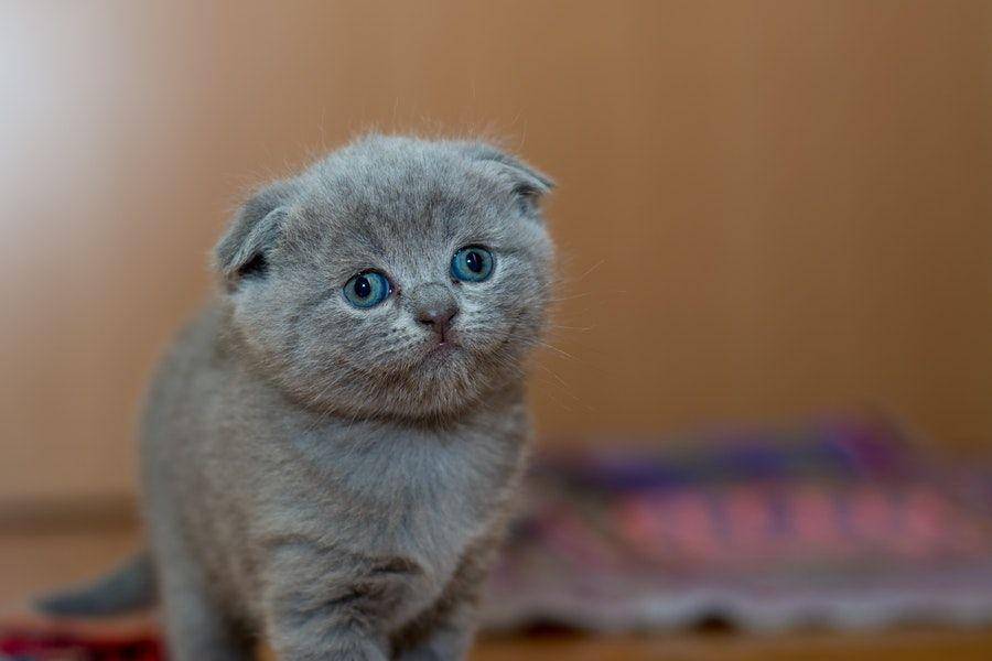 ilustrasi mata belum berubah warna pada baby cat (pexels.com/vadim b)