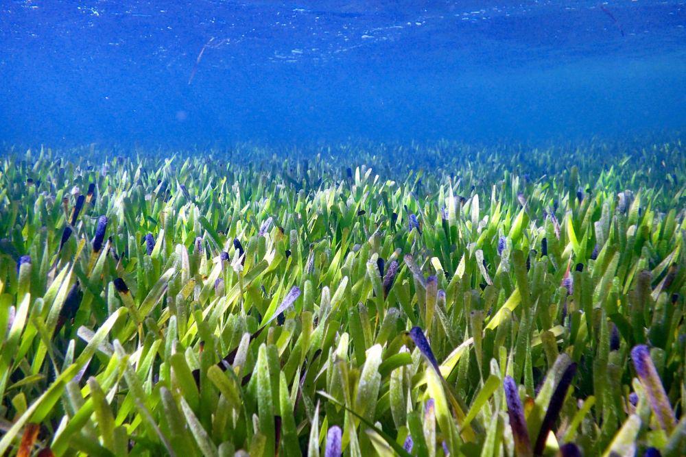 5 Fakta Posidonia Australis, Tanaman Terbesar di Dunia