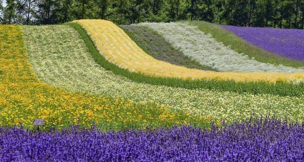 The Lavender Paradise Furano (instagram.com/jp.travelers.pic)