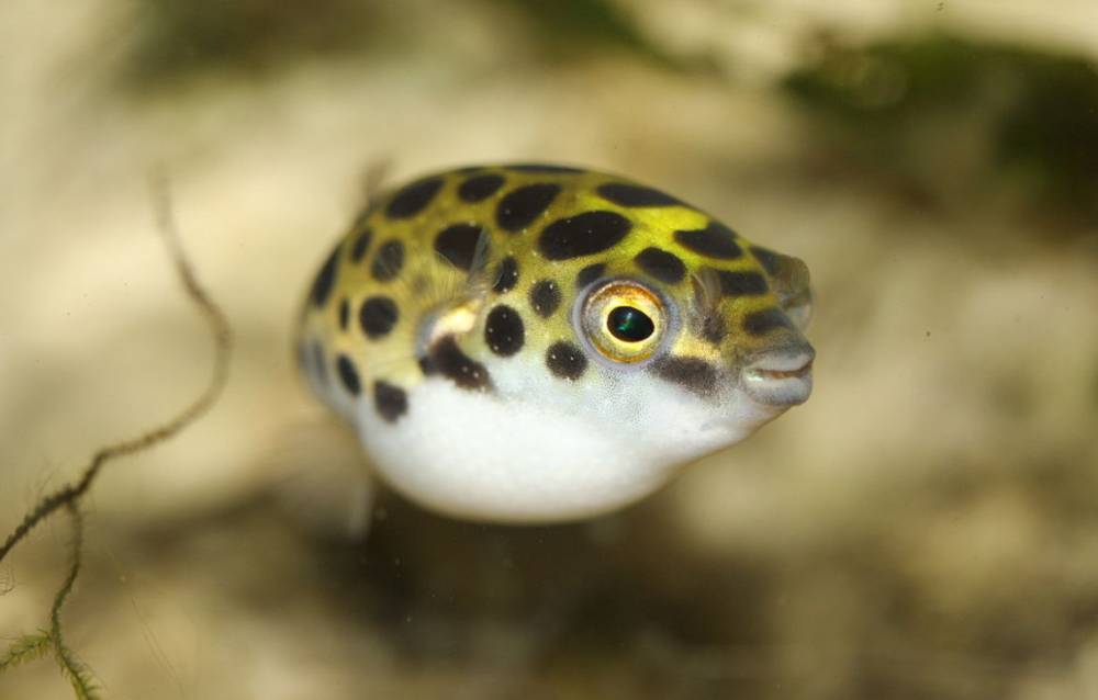 ikan buntal bintik hijau (commons.wikimedia.org/Starseed)