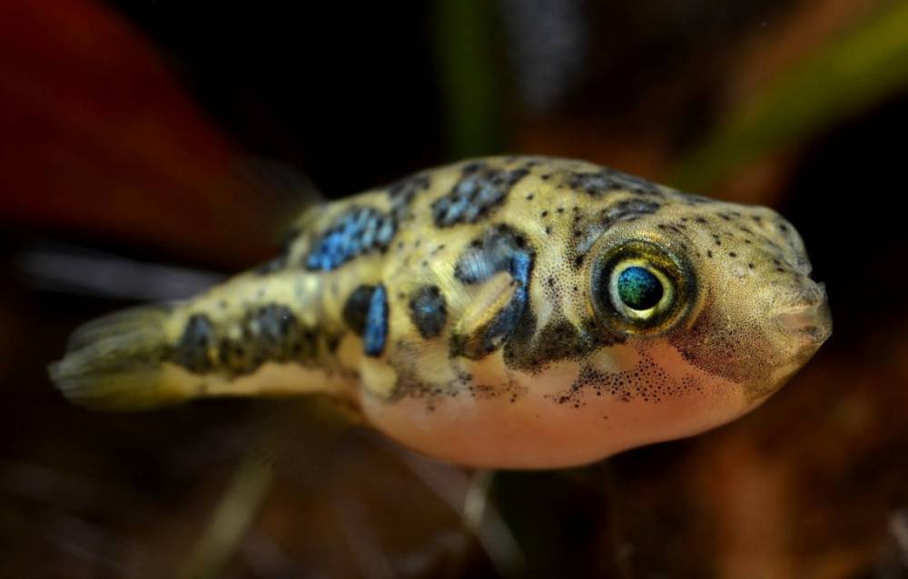 ikan buntal kerdil (commons.wikimedia.org/Parazelsus)