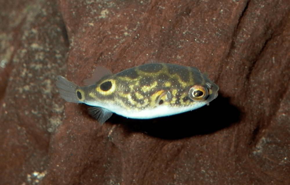 Tetraodon biocellatus (commons.wikimedia.org/Till Kresslein)