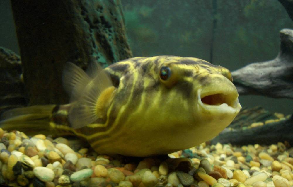 ikan buntal fahaka (commons.wikimedia.org/Earedien)