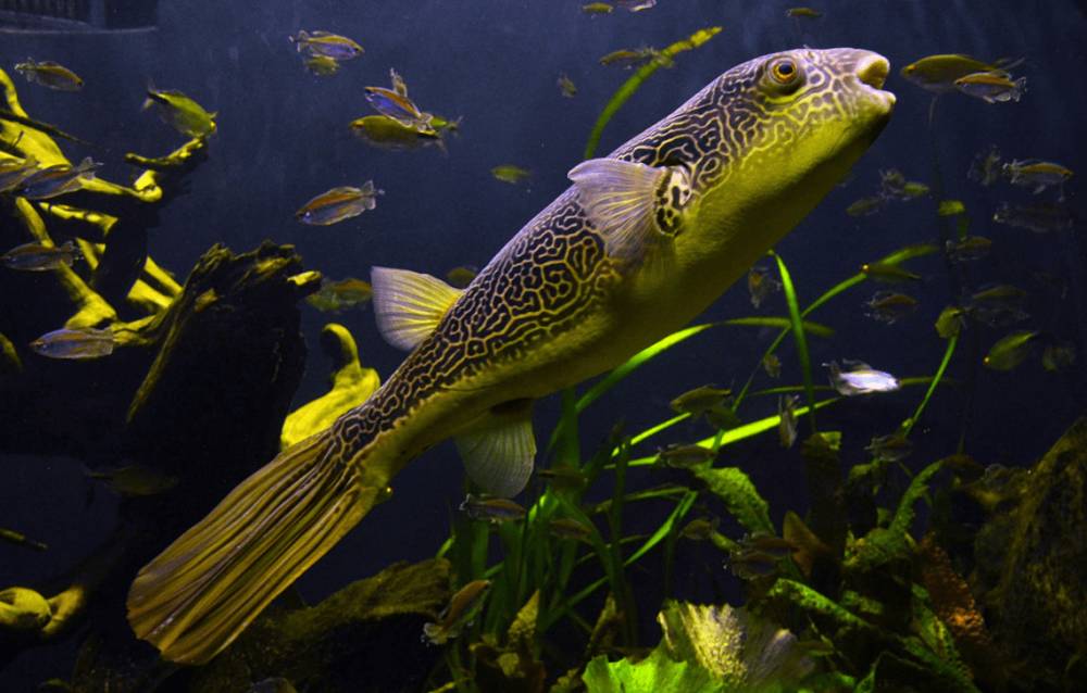 mbu puffer atau ikan buntal air tawar raksasa (commons.wikimedia.org/Vassil)