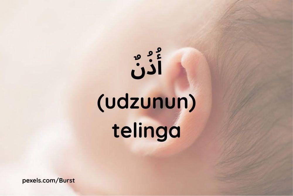Ilustrasi telinga (Dok.pribadi/Maisix Dela Desmita)