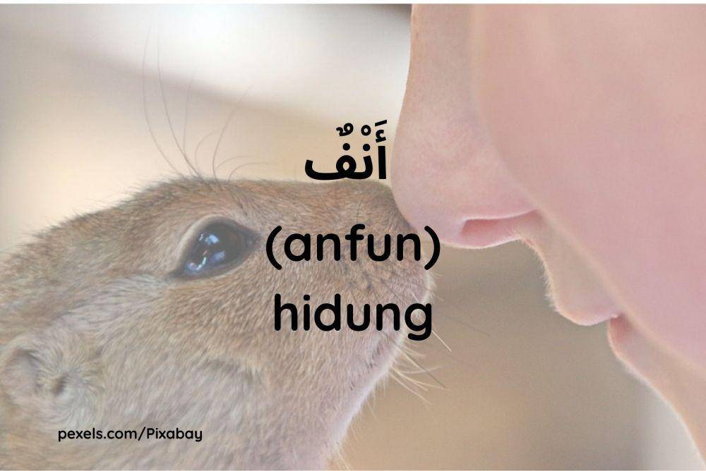 Ilustrasi hidung (Dok.pribadi/Maisix Dela Desmita)