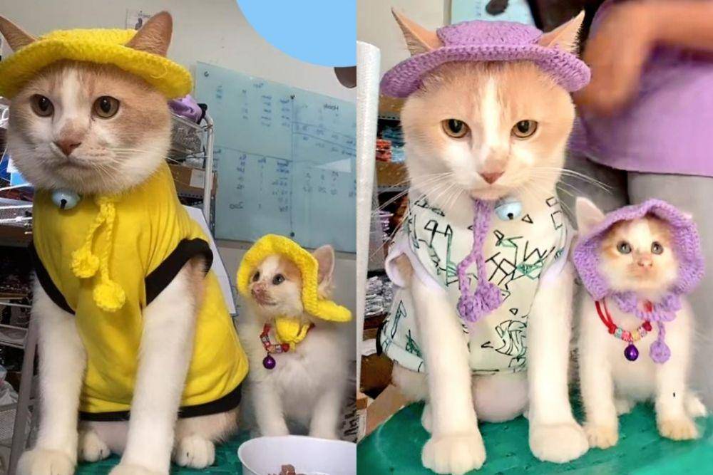Roby, anak kucing teman baru Pororo (tiktok.com/@cicichania96)