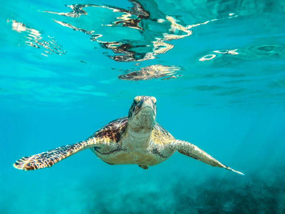 ilustrasi kehidupan bawah laut Barbados (unsplash.com/Cédric Frixon)