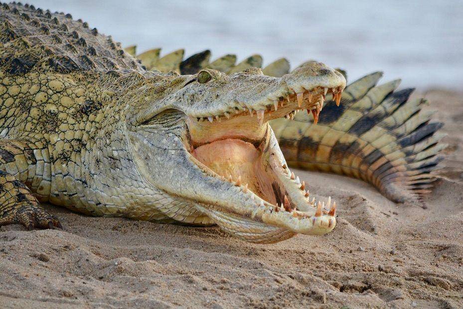 ilustrasi buaya membuka mulutnya untuk mendinginkan tubuh (pixabay.com/kengkreingkrai-1480774)