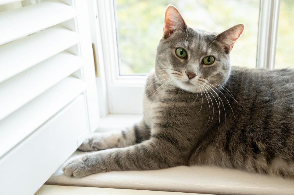 Mengenal Willow, Kucing Nomor 1 di AS Peliharaan Presiden Joe Biden