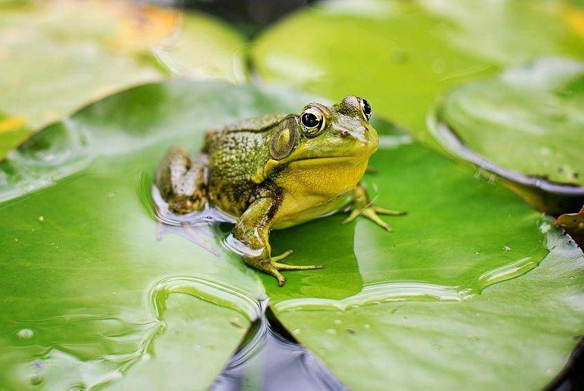 ilustrasi katak sebagai salah satu jenis vertebrata (pixabay.com/jillwellington-334088)