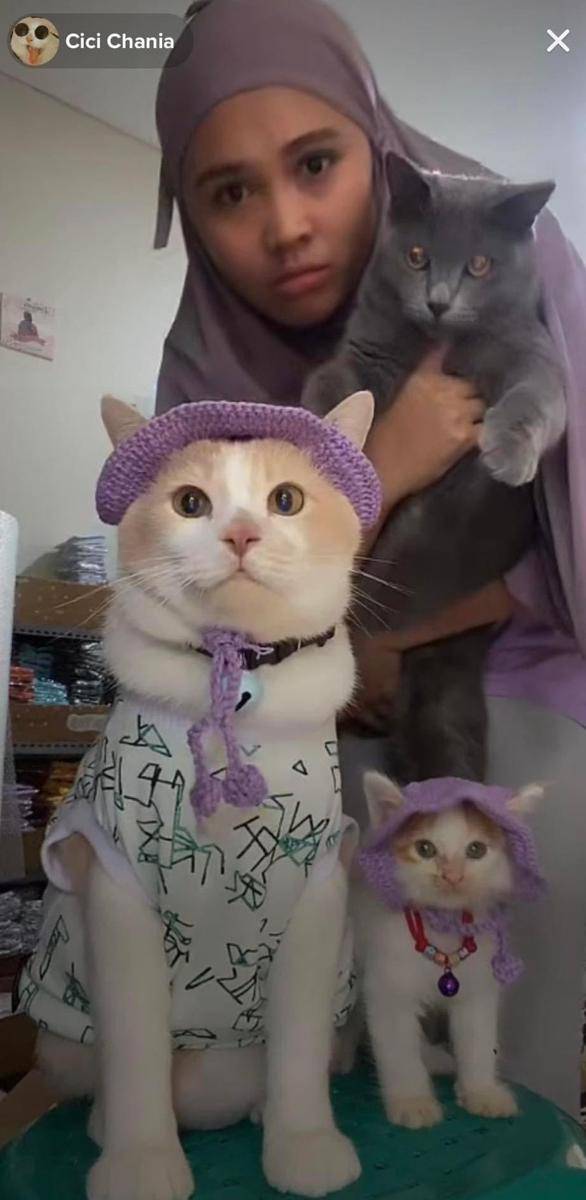Roby, anak kucing teman baru Pororo (tiktok.com/@cicichania96)