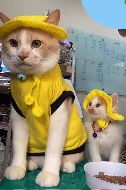 Roby, anak kucing teman baru Pororo (tiktok.com/@cicichania96)