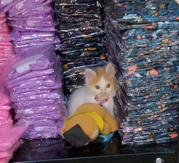 Roby, anak kucing teman baru Pororo (tiktok.com/@cicichania96)
