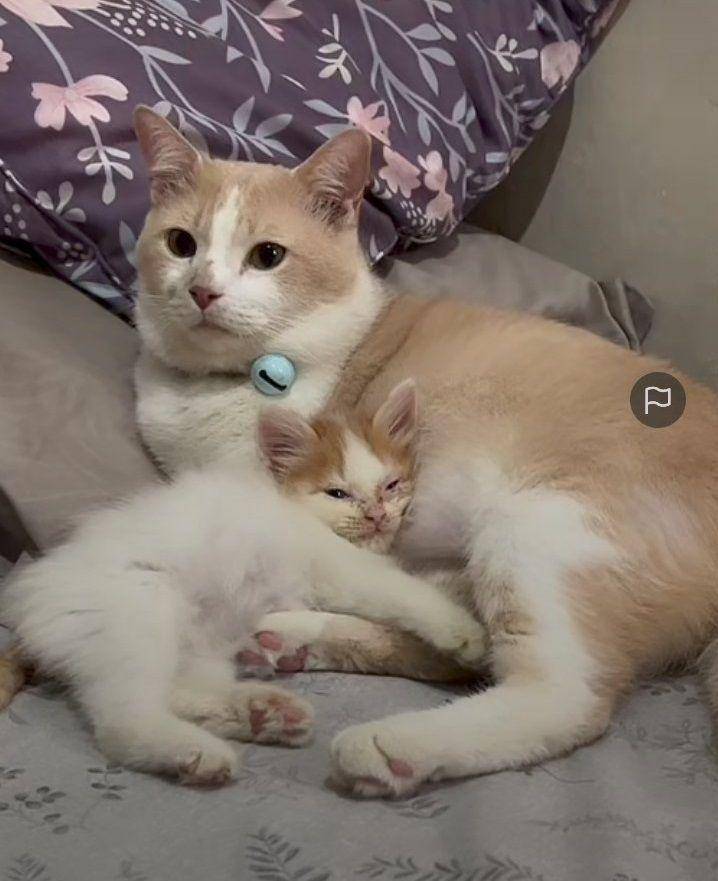 Roby, anak kucing teman baru Pororo (tiktok.com/@cicichania96)
