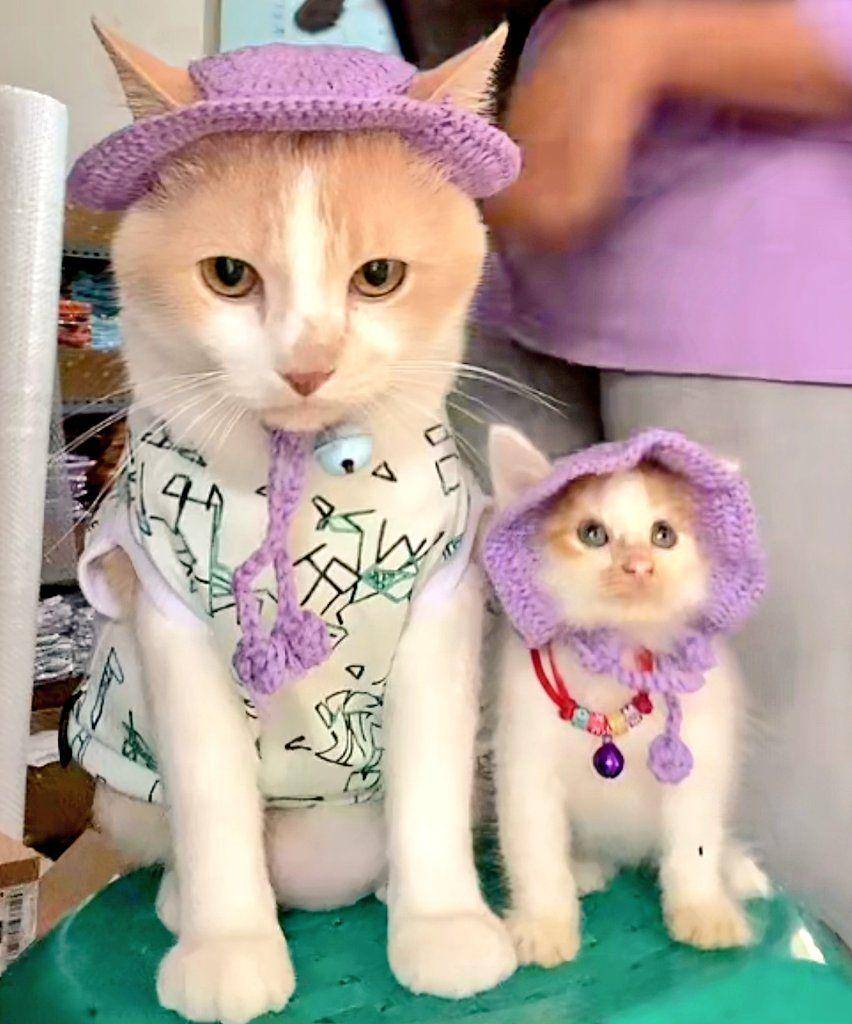 Roby, anak kucing teman baru Pororo (tiktok.com/@cicichania96)
