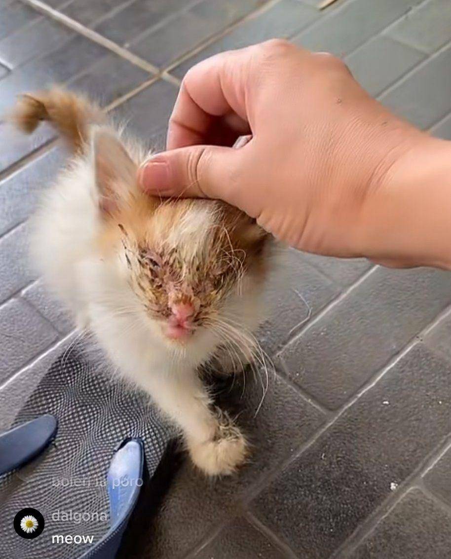 Roby, anak kucing teman baru Pororo (tiktok.com/@cicichania96)