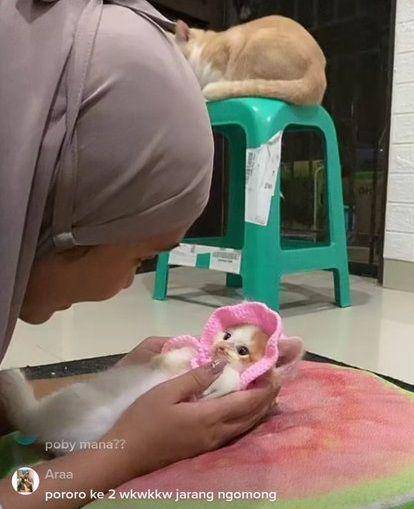 Roby, anak kucing teman baru Pororo (tiktok.com/@cicichania96)