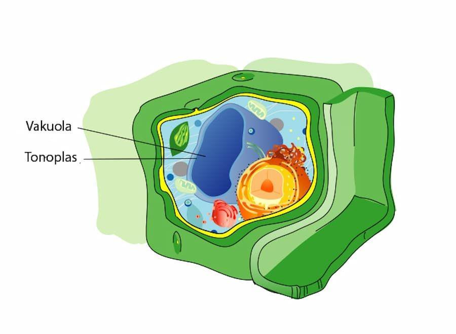 4 Fungsi Vakuola pada Sel Tumbuhan yang Perlu Diketahui