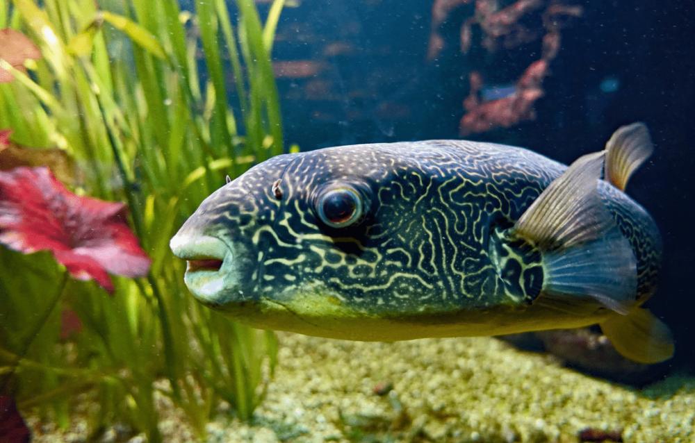 5 Contoh Spesies Ikan Buntal Air Tawar, Ada yang Raksasa!