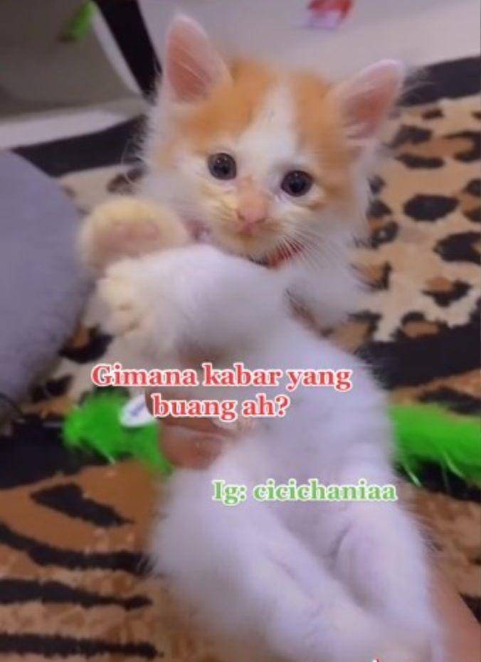 Roby, anak kucing teman baru Pororo (tiktok.com/@cicichania96)