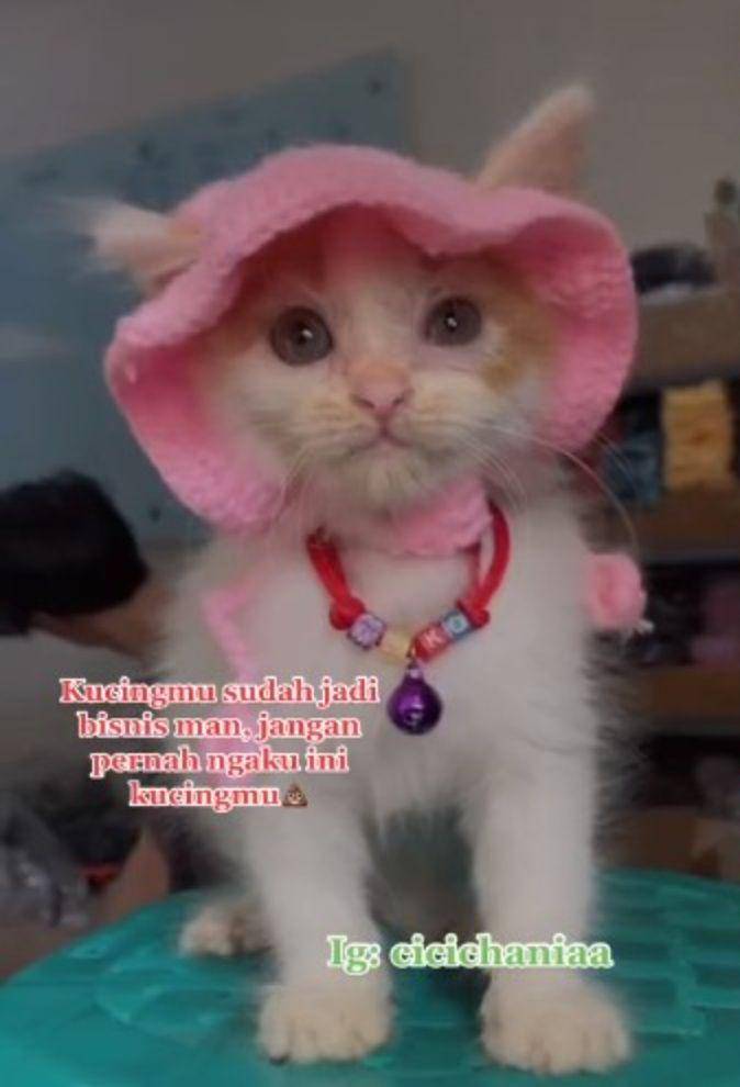 Roby, anak kucing teman baru Pororo (tiktok.com/@cicichania96)