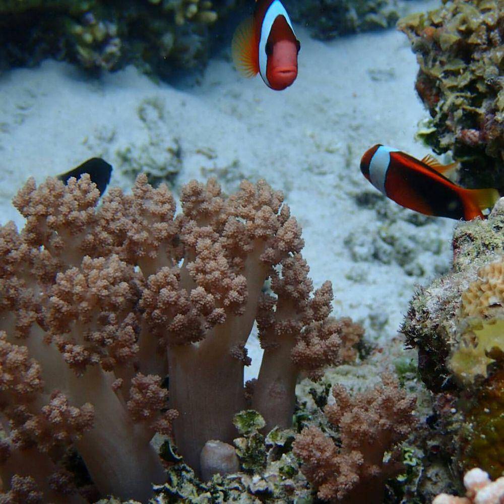 potret Pulau Pawole (instagram.com/13ican)