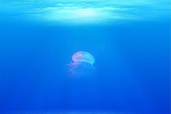 [QUIZ] Seberapa Kuat Kamu Lihat Foto yang Bikin Thalassophobia Ini!