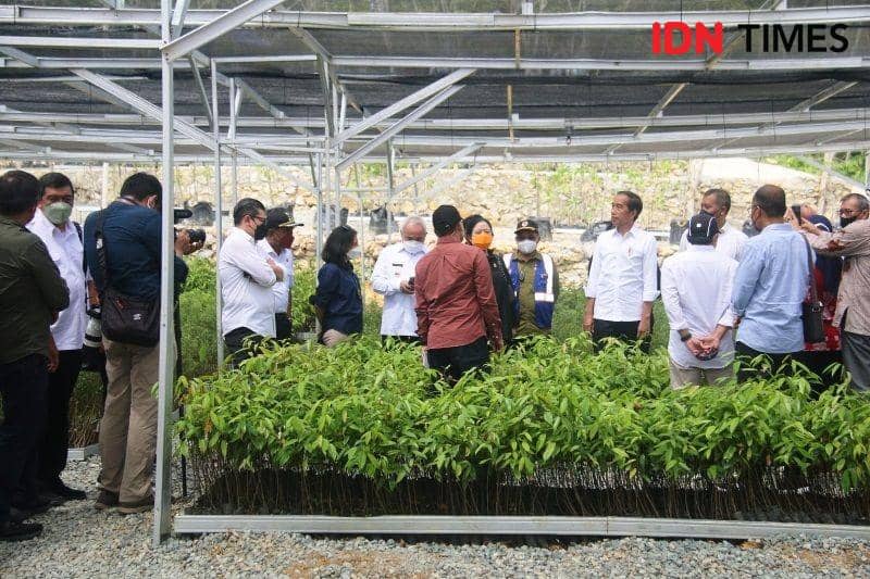 Presiden Jokowi dan rombongan meninjau lokasi persemaian tanaman kehidupan di IKN Sepaku PPU (IDN Times/Ervan)