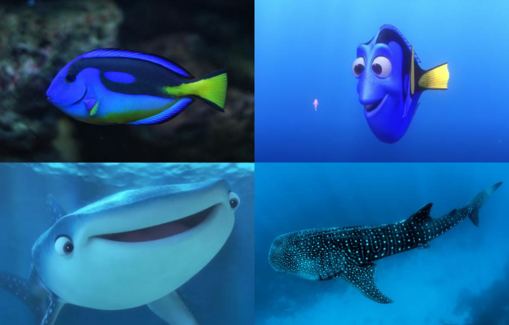 Wujud 10 Karakter Finding Dory di Dunia Nyata, Pernah Lihat?