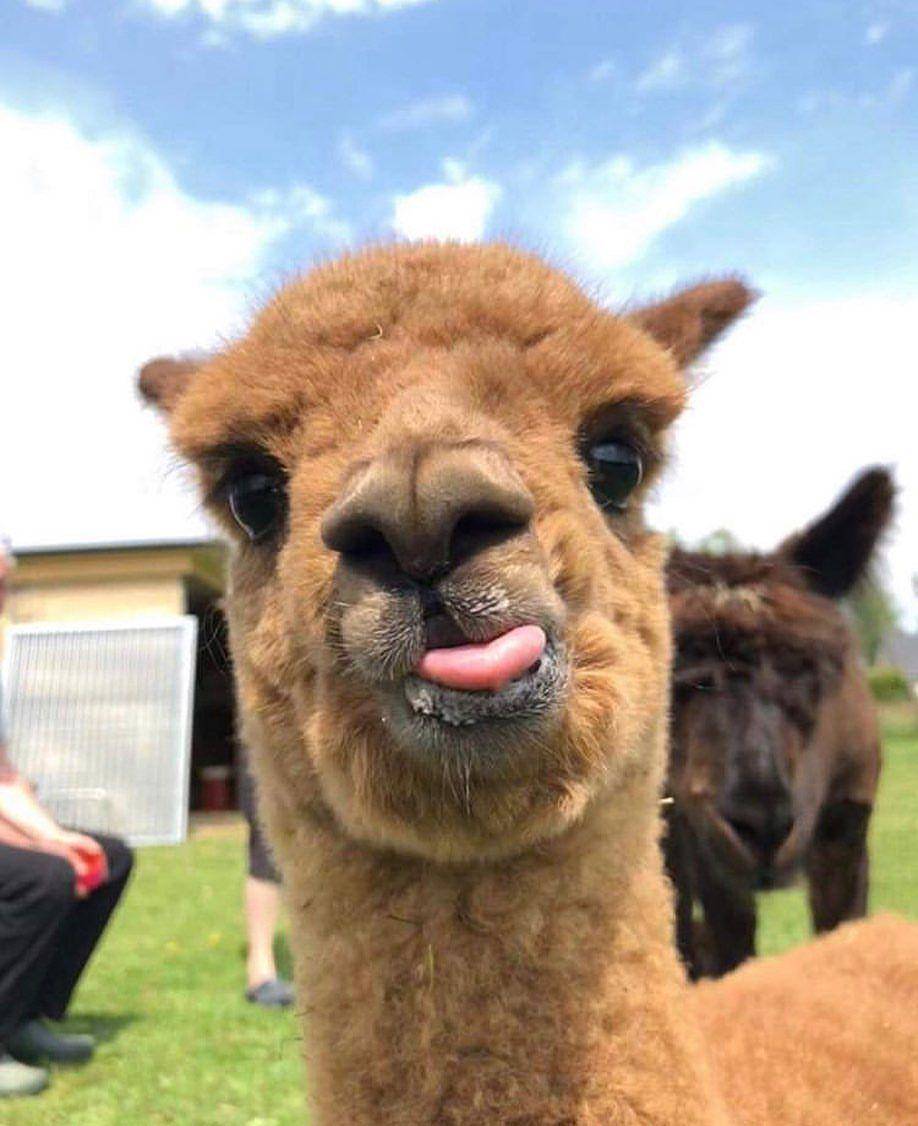potret lucu alpaka (instagram.com/alpaca.bee)