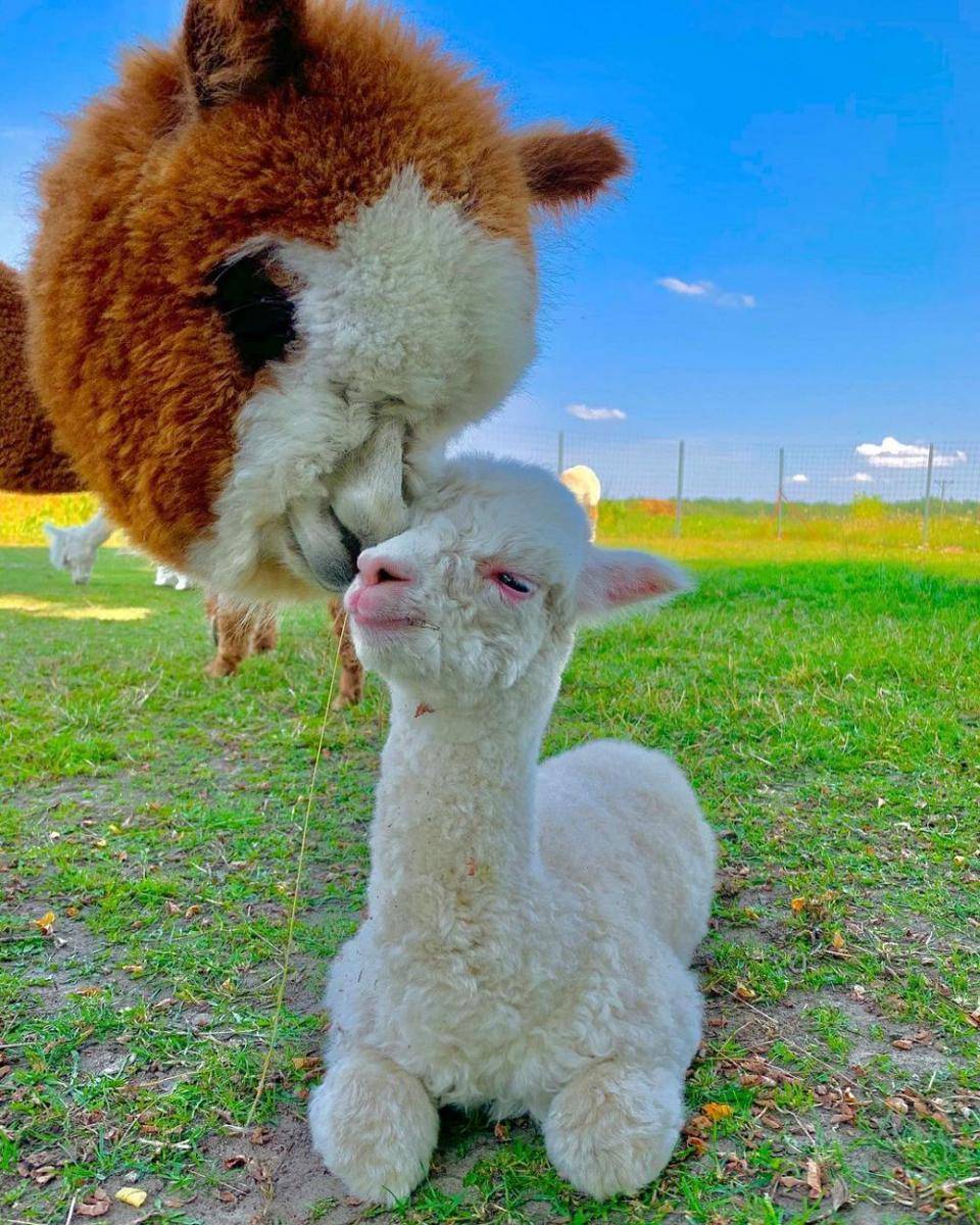potret lucu alpaka (instagram.com/alpakidom)
