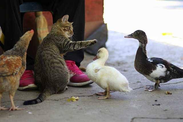 potret kucing dan hewan lain (pixabay.com/AdinaVoicu)