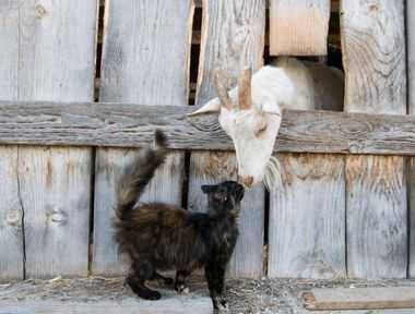 potret kucing dan hewan lain (doctissimo.fr)